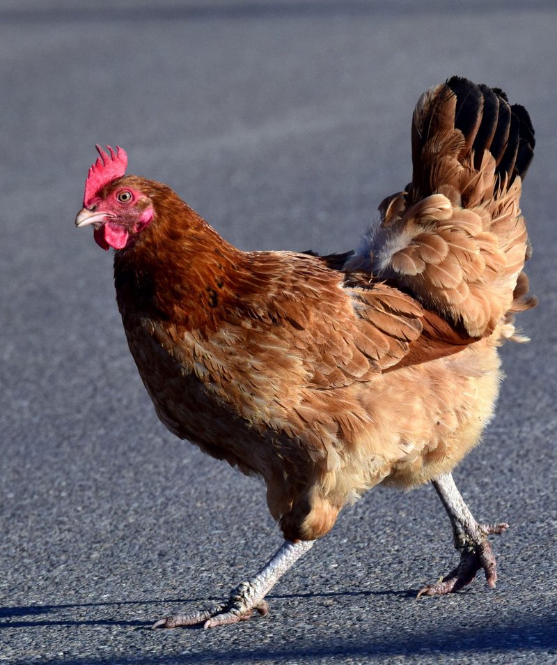 Descubre el secreto detrás del juego de azar llamado Carretera del Pollo en, jugar chicken road